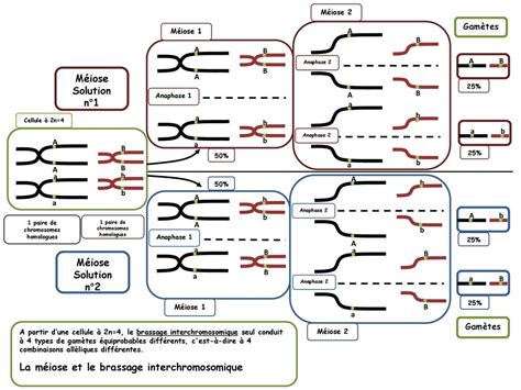 Paire De Chromosomes Homologues Ppt T L Charger