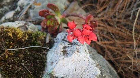 Descubren En Sierra De Manantlán Dos Especies De Plantas En Peligro De