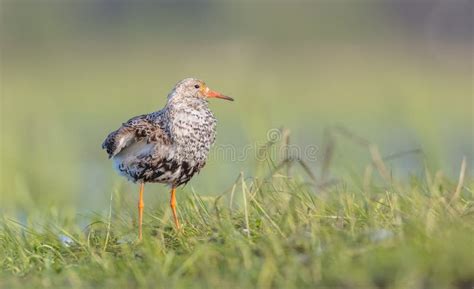 Ruff Calidris Pugnax Male Bird At A Wetland On The Mating Season