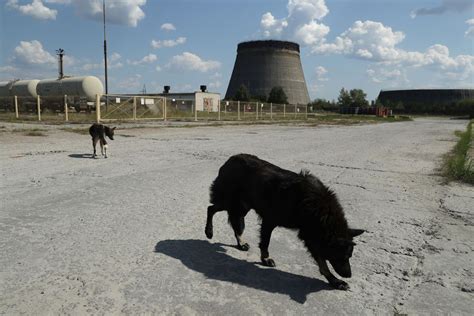 Chernobyl Dogs Are Experiencing Rapid Evolution