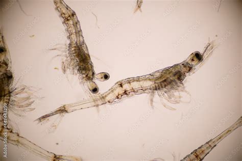 Closeup Mysis Stage Of Vannamei Shrimp In Light Microscope Shrimp