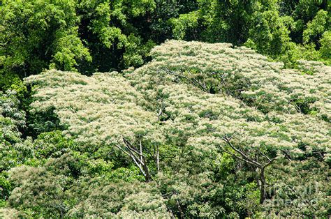 Flowering Acacia Koa Tree Photograph by Bob Phillips - Fine Art America