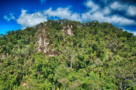 Tropical Rain Forest From Cairns To Kuranda Queensland Australia