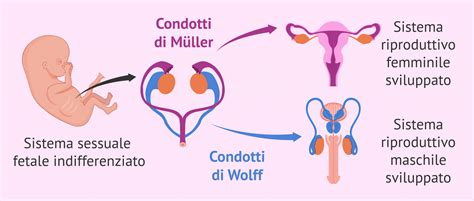 L Ormone Antimulleriano Amh Utilit Per Lo Studio Della Fertilit