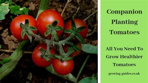 Companion planting tomatoes - Growing Guides