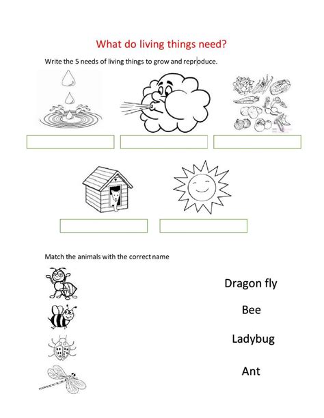 Living Things Needs Enzonbrand Live Worksheets