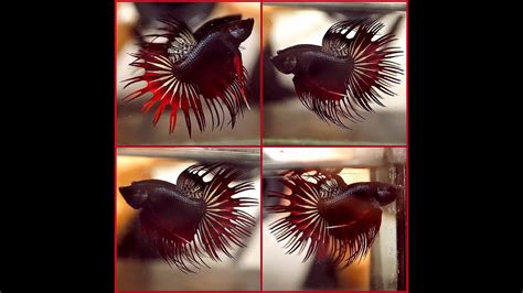 Betta Fish Black Copper Red Devil Crowntail Ct Male J Youtube