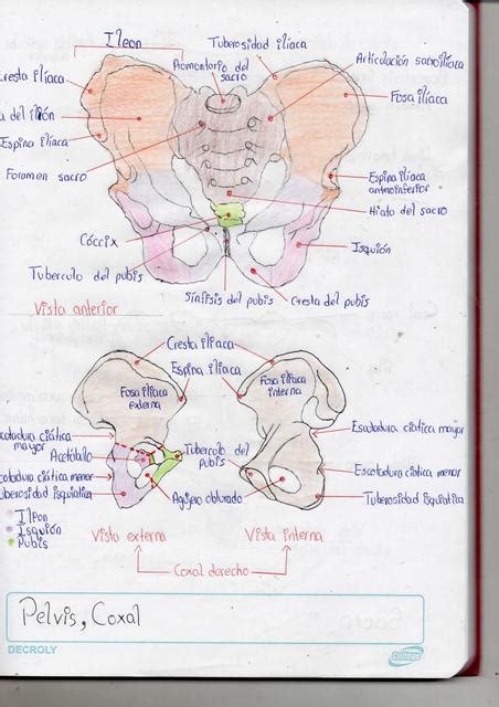 Huesos De La Pelvis Daniel Adamir Solis Bustillos UDocz