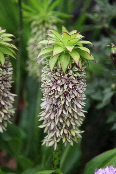 Eucomis bicolor - Alchetron, The Free Social Encyclopedia