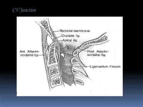 Imaging The Cv Junction Part 1 Himadri S Das