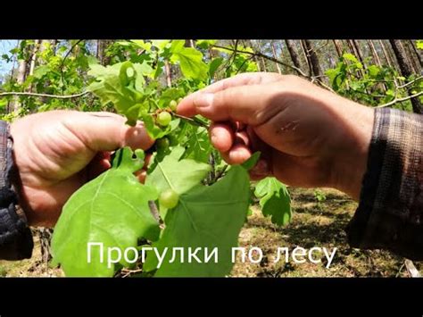 Прогулки по лесу | Очень сильно сохнет лес с южной стороны. - YouTube