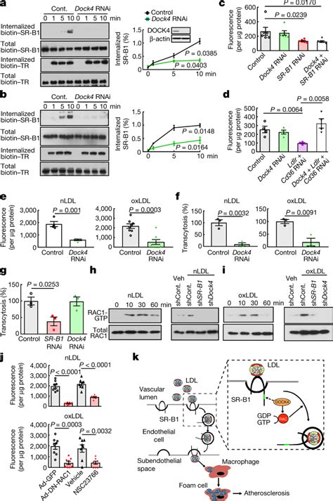 Dock Mediates Uptake And Transcytosis Of Ldl In Endothelial Cells By