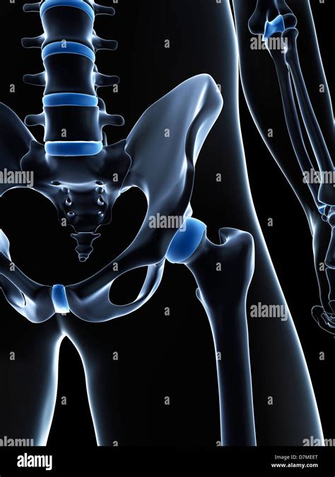 Male Pelvis Bones Artwork Stock Photo Alamy