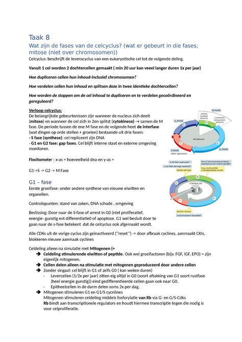 Taak 8 Taak 8 Hoe Verloopt De Celcyclus Taak 8 Wat Zijn De Fases
