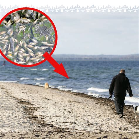 Antwort Welche Fische Gibt Es Im Toten Meer Weitere Antworten