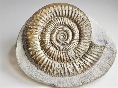 Ammonite Fossils Buyafossil