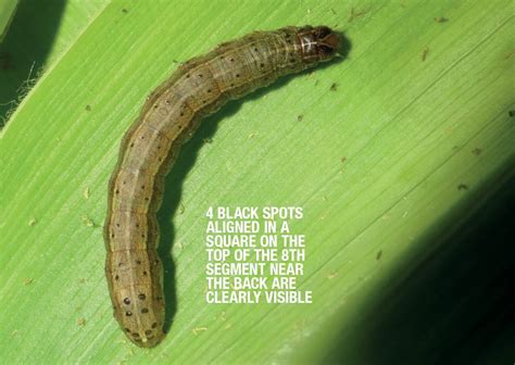 Armyworm Identification