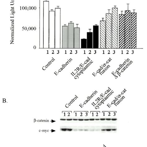 Activities of β catenin TCF target genes E cadherin or E cadherin