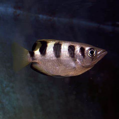 Toxotes Jaculatrix Banded Archerfish Shop Miniwaters Fish Online