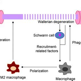 Schematic Diagram Summarizing The Origin Of Macrophages Their