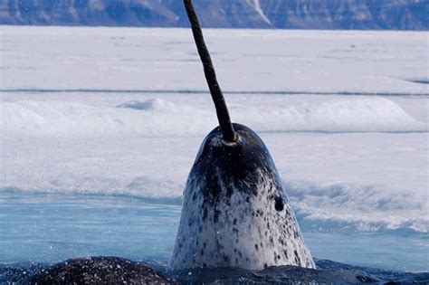 Narwhals Whales