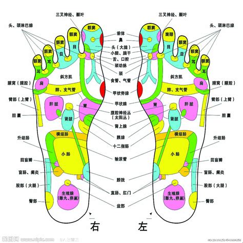 脚底穴位图设计图psd分层素材psd分层素材设计图库昵图网