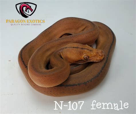 Free Shipping Mocha Goldenchild Tiger Reticulated Python By Paragon