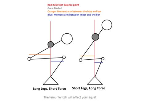 How Femur Length Affects Squat Mechanics