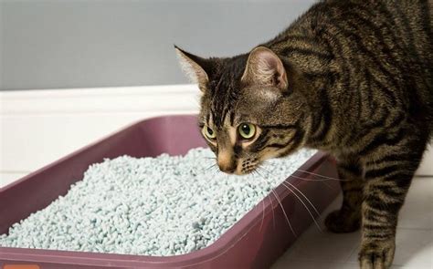 Paper Cat Litter: Gentle on Paws, Gentle on the Environment