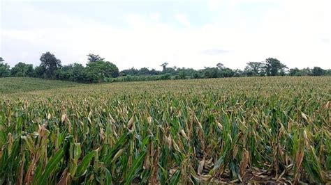 La Lluvia Que Nos Sorprendi Pas Con La Milpa Y La Siembra De El