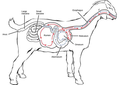 RUMINANT DIGESTIVE SYSTEM - My Site