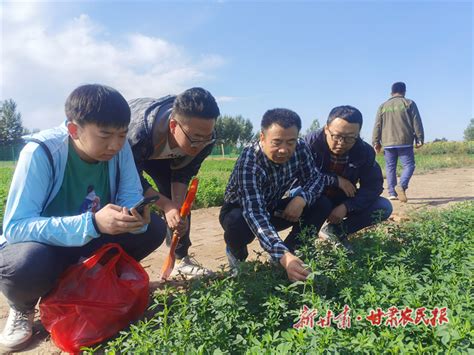 三农”教授团队“寻宝”记——国家牧草产业技术体系金昌综合试验站团队见闻 甘肃农民网