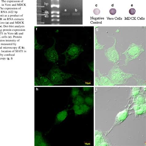 Monolayered Vero Cell Culture A And Mdck Cell Culture B Download