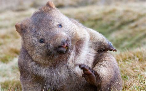 Les Crottes Cubiques Des Wombats Donnent Des Id Es Aux Chercheurs