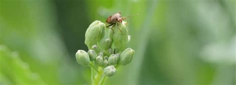 Lygus Bugs Canola Encyclopedia