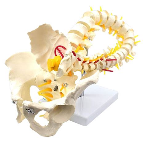 Buy Dbscd Anatomical Human Spine Model For Education Cm Flexible