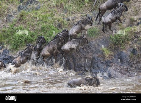 Nile Crocodile Kills Blue Wildebeest Stock Photo Alamy