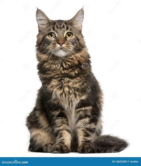 Maine Coon Cat 6 Months Old Sitting Stock Photo Image Of Pets