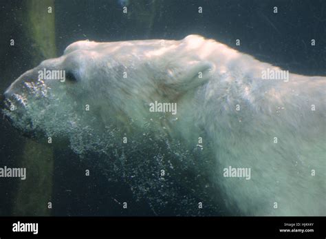 Polar Bear Swimming Underwater Stock Photo - Alamy