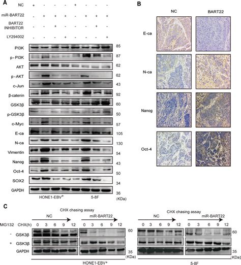 Ebv Mir Bart22 Activates The Pi3kaktgsk3ββ Catenin Signaling Pathway