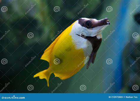 Foxface Rabbit Fish Swimming In The Reef Stock Image Image Of Coral