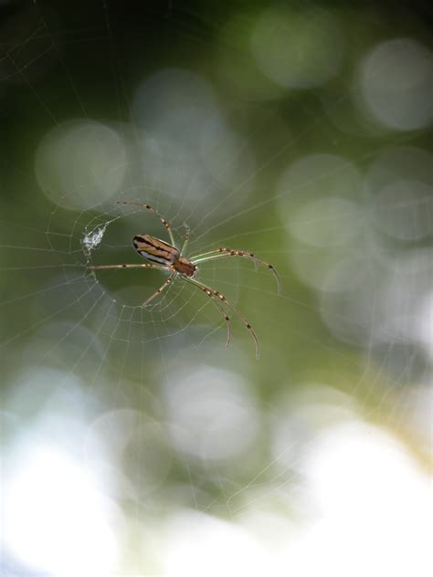 Free Images Nature Leaf Flower Web Green Insect Fauna