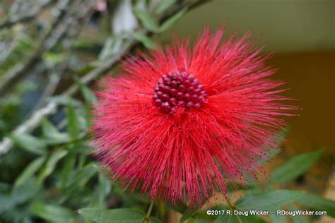 Ecuador — Cuenca; More Ecuagenera orchids | R. Doug Wicker — Author