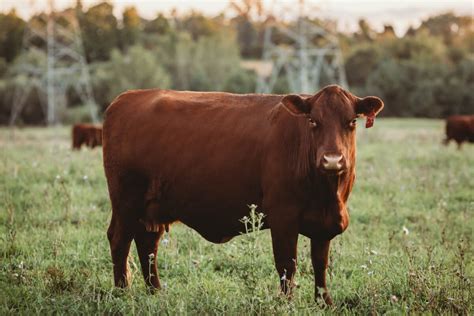 North Devon Cattle The Secret To Sustainable And Delicious Beef