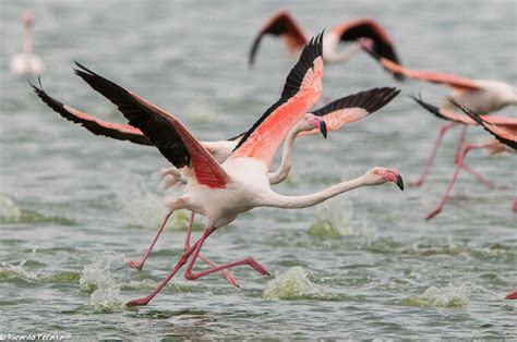 Ricardo Peralta Fotógrafo de Naturaleza Flamenco Común