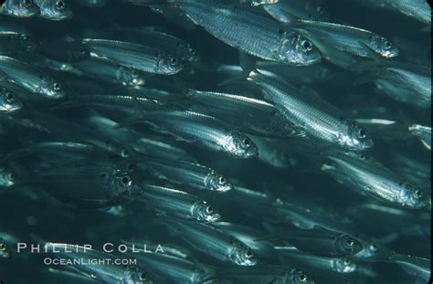 Bigeye Scad Schooling Selar Crumenophthalmus Photo Sea Of Cortez La