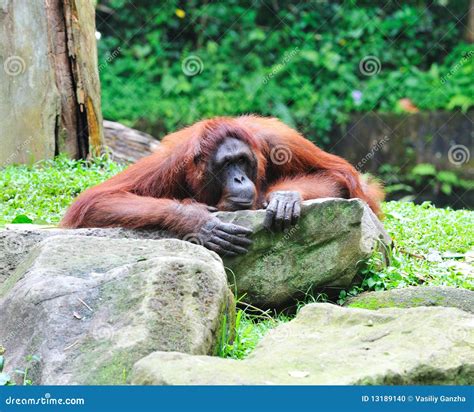 Orang Utan Stock Photo Image Of Animal Wildlife Asian 13189140