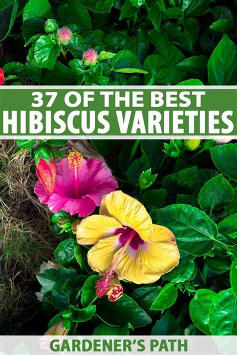 Theres Nothing Quite Like Hibiscus To Enchant Your Summer Garden With