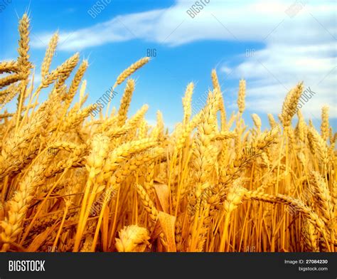 Wheat Field Against Image And Photo Free Trial Bigstock