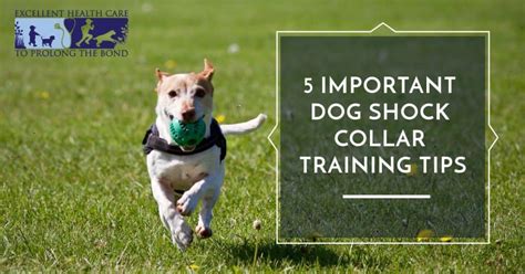 5 Important Dog Shock Collar Training Tips | Richmond Valley Veterinary Practice